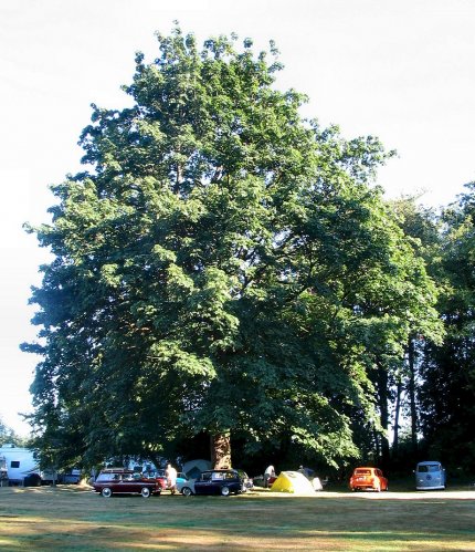 The location of our campsite, under a great Canadian Maple.

