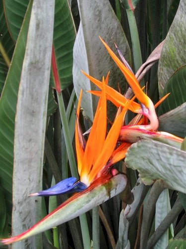 A Bird Of Paradise growing in her front yard.
