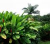 Maui_day06_pano_garden1.jpg