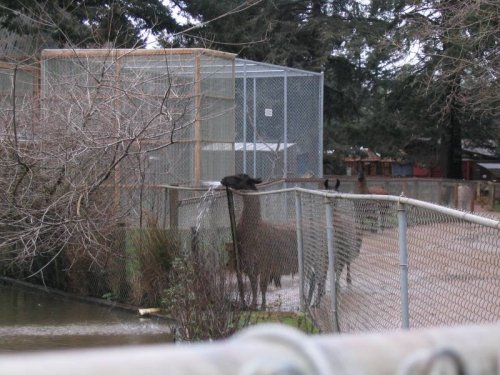 Alpacas drinking from a busted sprinkler :-)
