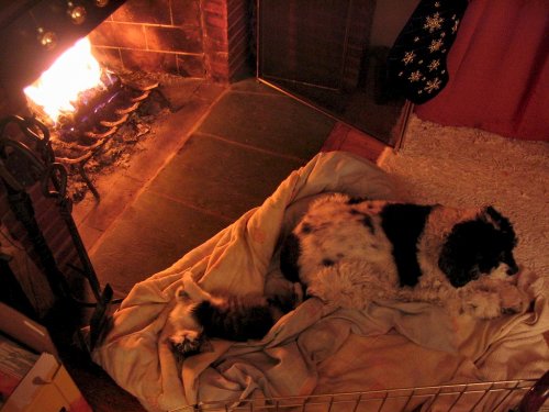 Spider and Lucky warming their bones next to the fire.  It's a tough life.
