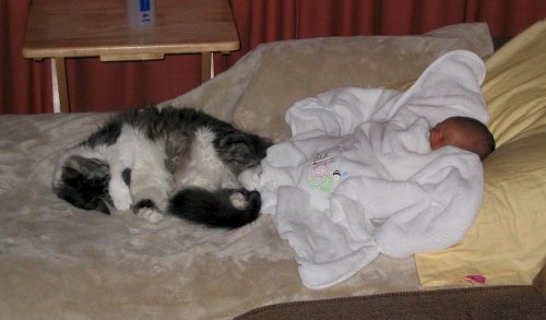 Spider snoozin' with Ronin.
