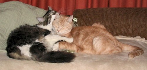 Ya see Tye, you missed a spot behind your ears.  Spider cleaning Tye.

I got Tye around June of 2006.  He had spent too much time at the shelter and needed a break.  Very talkative and assertive.  He had "cage leg", basically he spent so much time in the cage that he couldn't jump very well.  After a few weeks he was back to full mobility and much happier!
