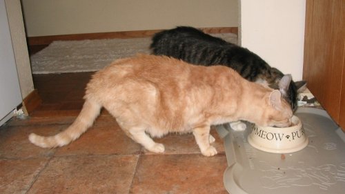 Tye and Spider eating together.
