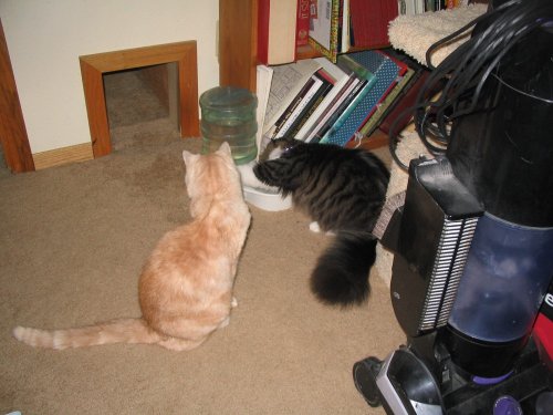 Tye watching that darned kitten "attack" the water bottle.
