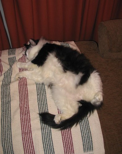 Zeus showin' belly.  What a happy cat he is.  Dec.2006.

Zeus is another adult (my preference) that needed some time away from the shelter.  A very mellow, affectionate, "rub my belly" cat who enjoys a warm bed or lap.  He's on a hypo-allegenic diet (green peas and duck), which he's not very fond of, but there's not much else he does like.  Belly-rubbin' is more important to him than food, anyways :-)
