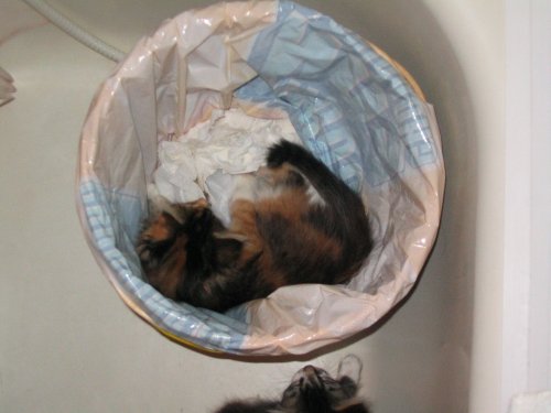 Bistsy found her way into the garbage can.
