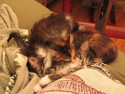 That is one BIG fur ball!  Spider, Bitsy, and Itsy.  My first foster cats!  November 2005.  All three kittens lived in the main bathroom until Itsy figured out how to get out.  Thank goodness they already learned how to use the litter box.  Antonette fell in love with Spider and we adopted him.  That makes me a foster parent failure...I adopted one of my fosters :-)
