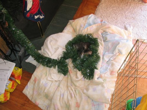 Spider helping Antonette with Christmas decorations.
