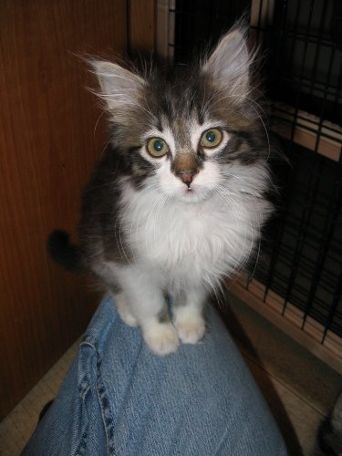 You do realize that I'm the cutest kitten of the litter, right? (Spider)
