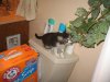 kittens_002.jpg