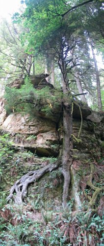 Susan, Ken, and I hiked along one of the trails to see some "caves".  Right.  It was just a small cliff outcropping, a natural lean-to if anything.  To the right of the "cave" was this tree that looked like it was keeping the cliff from falling out.  It was several stories high and straight up.  Photo-stitched.
