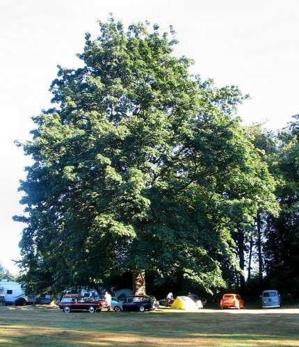 The location of our campsite, under a great Canadian Maple.
