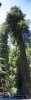 sun_redwoods_hieght_pano.jpg