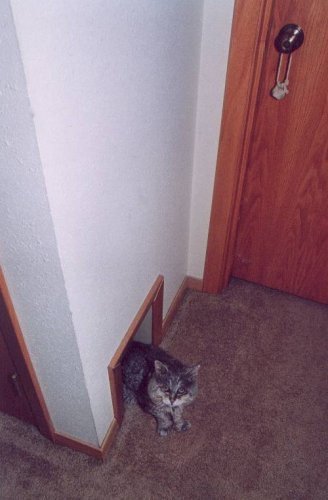 Tommy Fat Cheeks sitting in the hallway opening.
