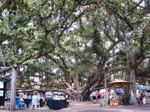 The Banyan Tree at Banyan Tree Park.  Very neat.
