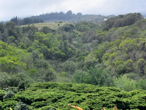 Day 4
Spent the day looking around.  Went north to try some snorkeling.  Just a scenery shot of the variety of greens of the land.  Very different from Hwy 30.  Just an example of the terrain differences that make Maui wonderful.
