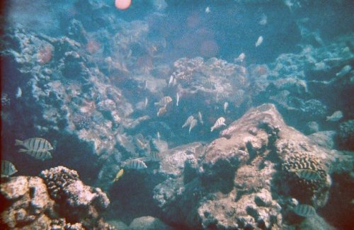 I'm embarassed to show the underwater life pictures (and threw many away) but I wanted to show some sense of what it's like.  The visibility was over 30' and marine life was abundant and colorful.
