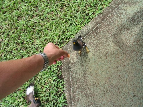 Me feeding the bold birds.

