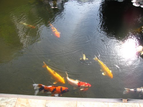 The Koi pond.
