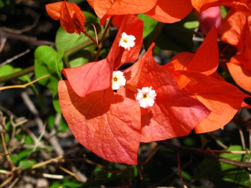 Tiny flowers.  These were maybe an inch long.
