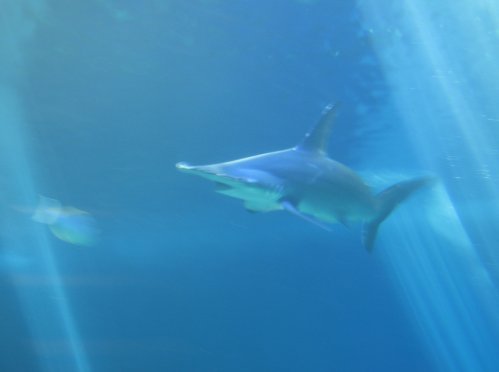 Hammerhead sharks!
