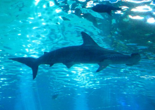 I tried to get some pictures of these Hammerheads but it was difficult as the camera flash wasn't powerful enough and natural lighting wasn't strong enough.
