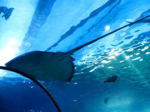 Stingray.
