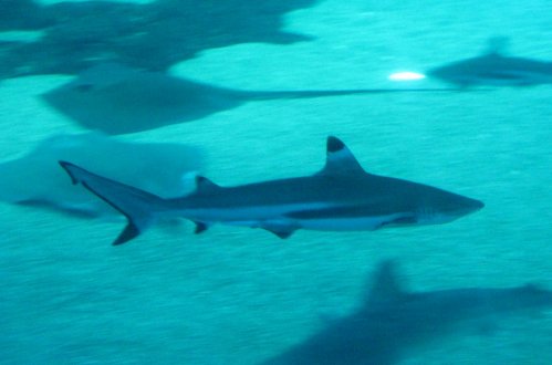 Black-tipped shark.
