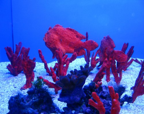 Can you find the toad fish?  What about the crab?
