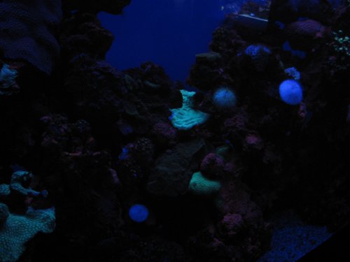 Glowing corals.
