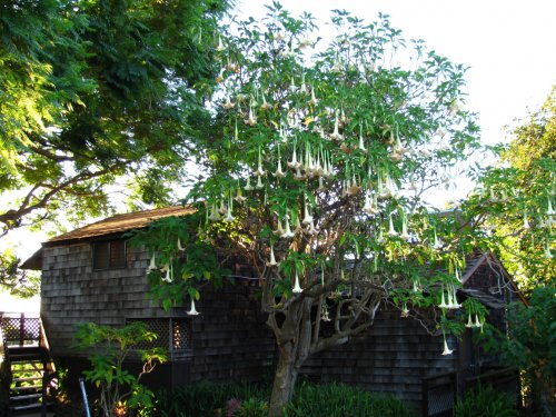 Our arrival at the Kahlua Lodge Restaurant off the Haleakala Hwy (State Hwy 377).
